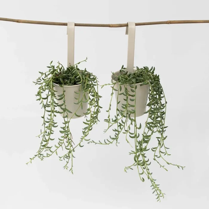 Senecio Radicans – Set of 2 – Banana Necklace