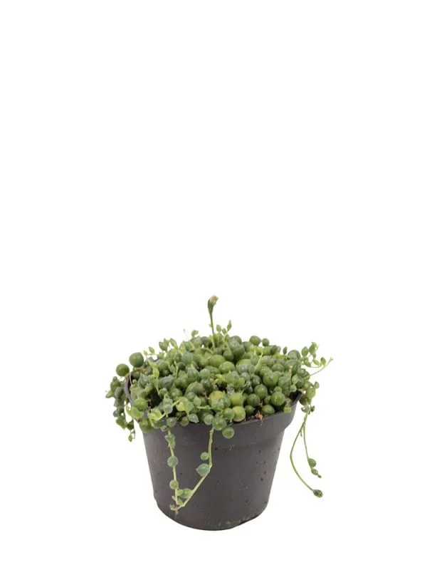 Senecio Rowleyanus