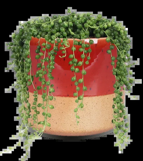 Senecio rowleyanus (Erbsenpflanze) (S)