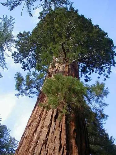 Sequoiadendron giganteum