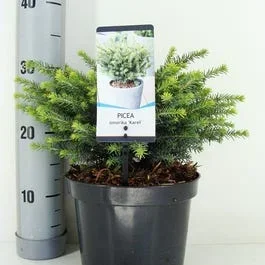 Serbische Fichte (Picea omorika ‚Karel‘)
