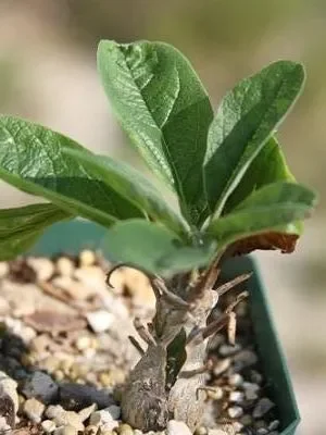 Sesamothamnus rivae