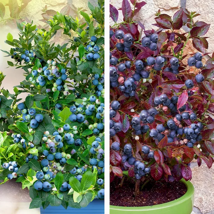 Set-Angebot: 1x Cabernet Splash & 1x Joly Berry Bestellnummer 4413076
