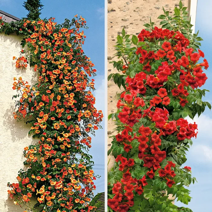 Set-Preis: 2 x Jasmin-Trompeten Campsis radicans und Campsis stromboli – Bestellnummer 3332469