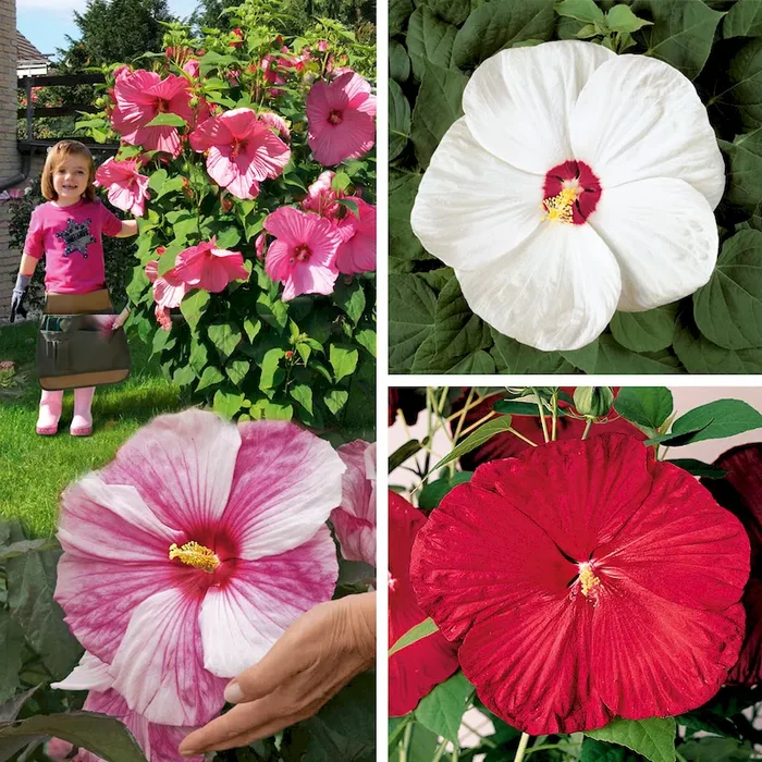 Set-Preis: 3 x Riesen-Stauden-Hibiskus Hibiscus – Bestellnummer 1106430