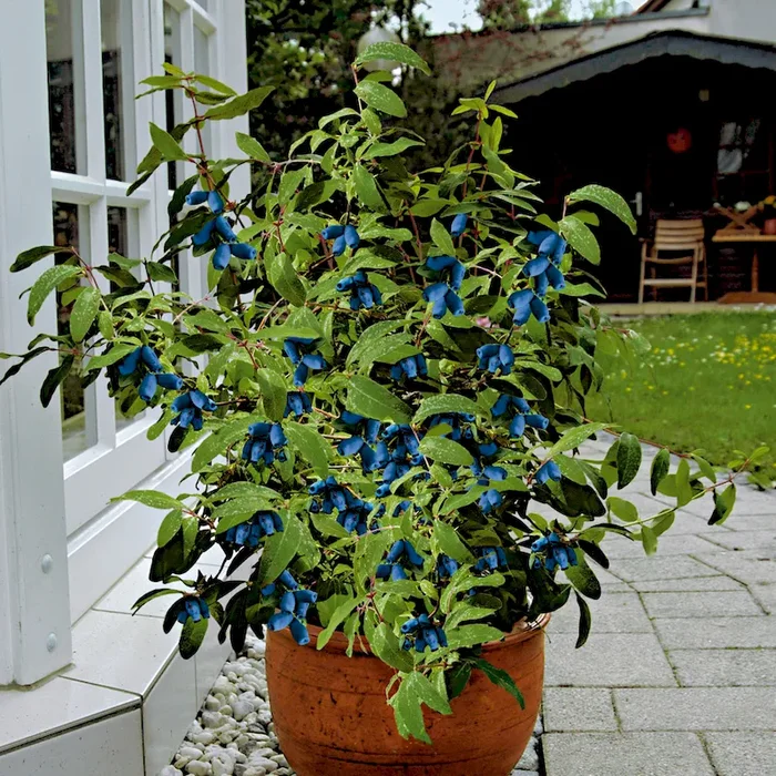 Set-Preis: Honigbeeren Regina + Diana Lonicera caerulea var. kamtschatica – Bestellnummer 4412530