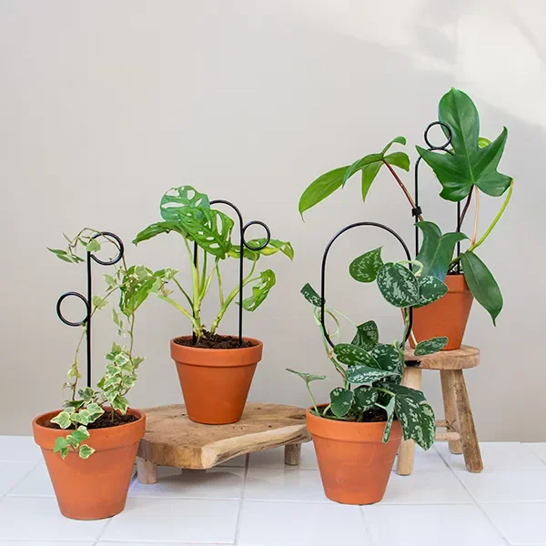 Set van 4 Mini Plantensteunen – Zwart