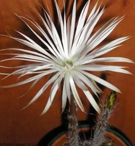 Setiechnopsis mirabilis