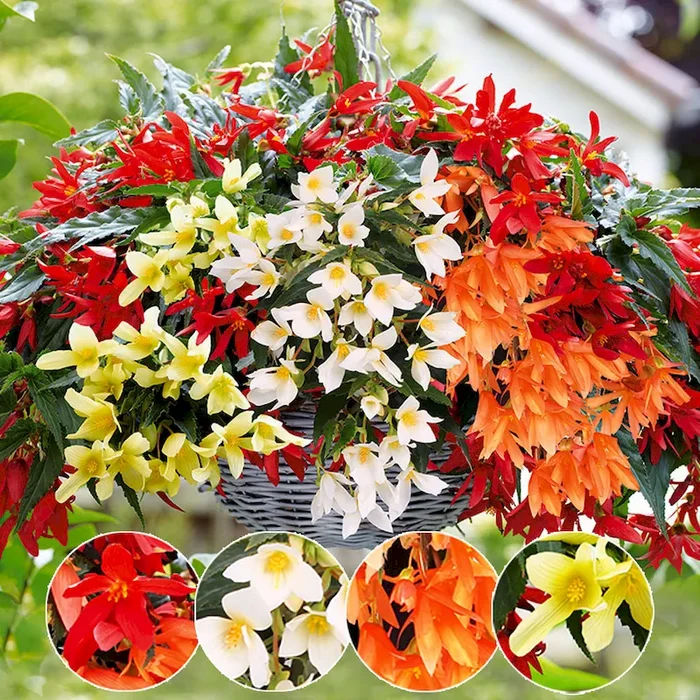 Setpreis: 4 Begonien 1x Rot,1x Weiß,1x Orange,1x Gelb Bestellnummer 6607978
