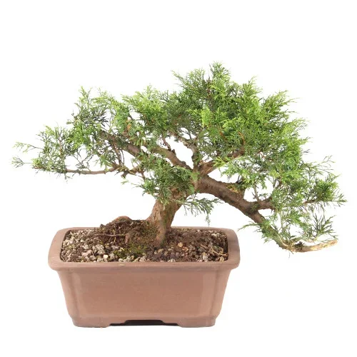 Shimpaku Juniper – ST7325SJ-G