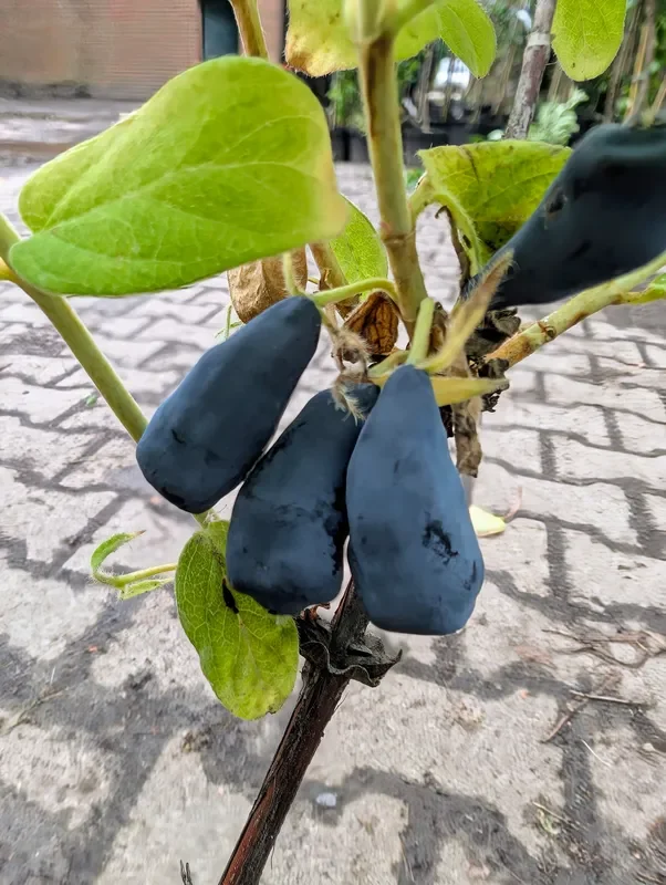 Sibirische Blaubeere ‚Aurora‘
