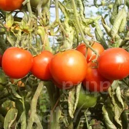 Sieger – Tomate