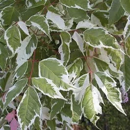Silberbunter Eschenahorn (Acer negundo ‚Variegatum‘)