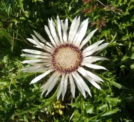 Silberdistel (Carlina acaulis) „Bio“