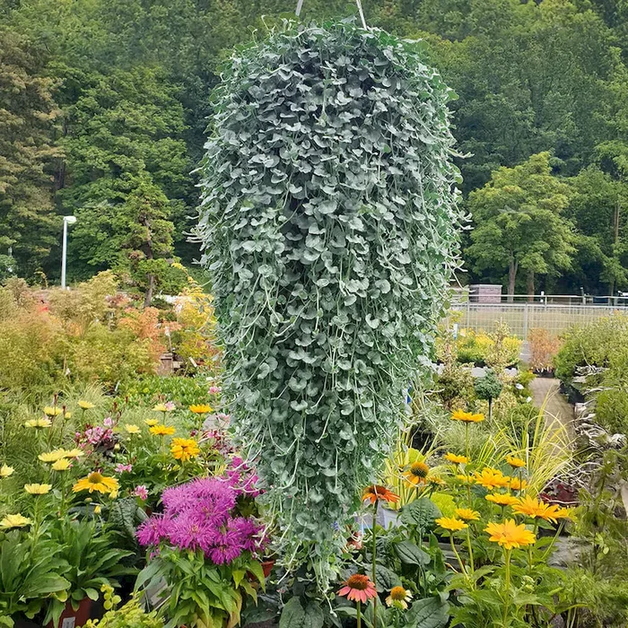 Silver Falls (Dichondra) Bestellnummer 6663899