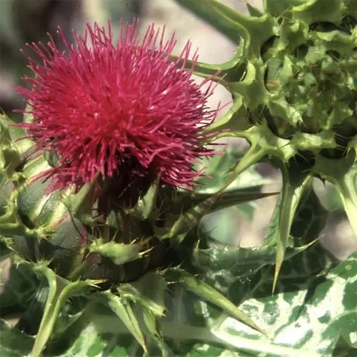 Silybum Marianum