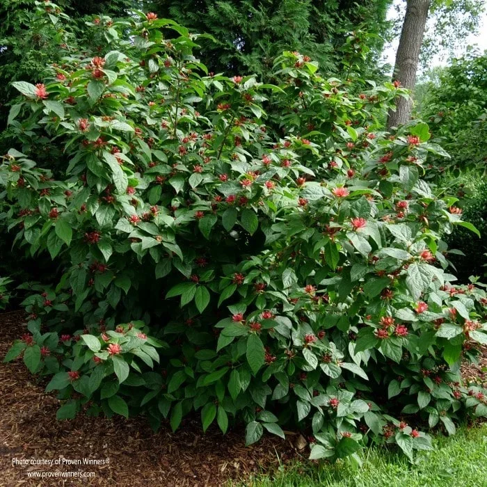Simply Scentsational® Sweetshrub
