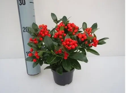 Skimmia jap. Temptation – japanische Fruchtskimmie