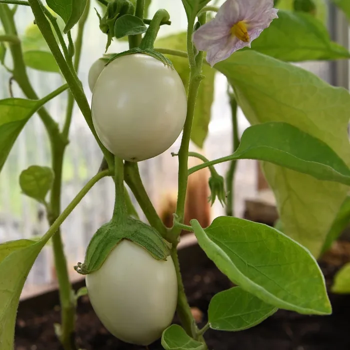 Solanum melongena