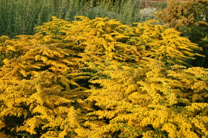 Solidago ‚Strahlenkrone‘ (Goldrute)