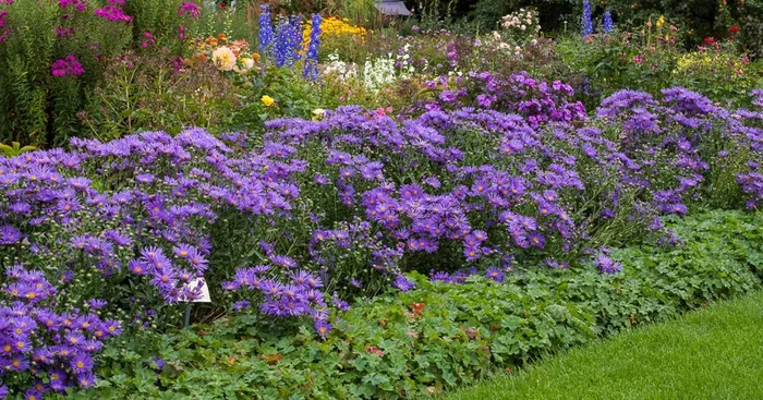 Sommer-Aster ‚Blue King‘
