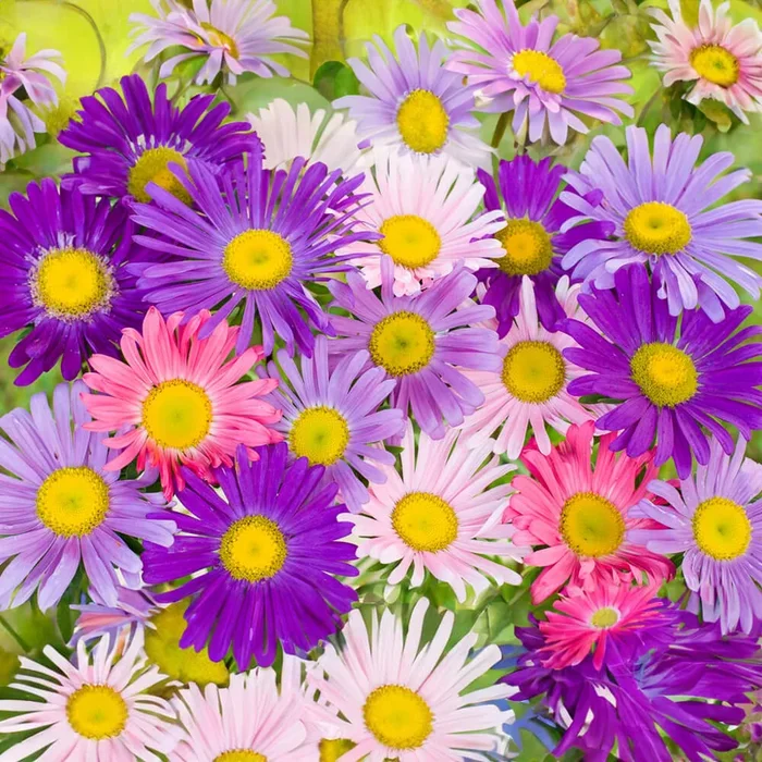 Sommeraster Bio-Blumen-Samen