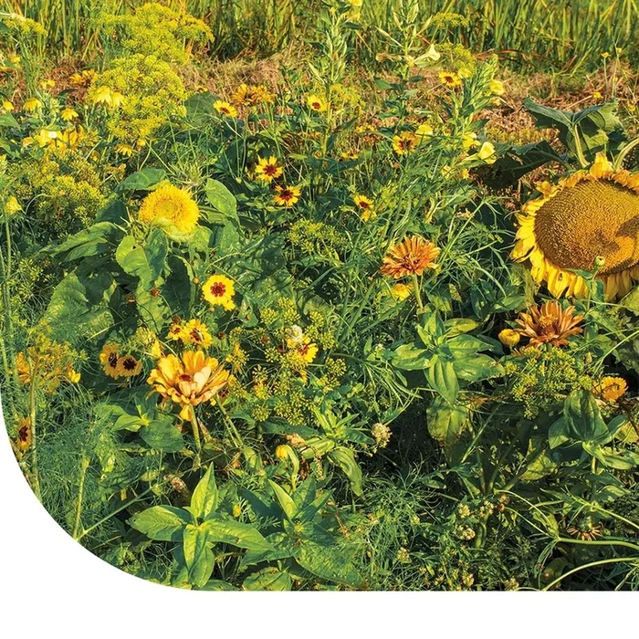 Sommerblumen Gelbtöne – Mix