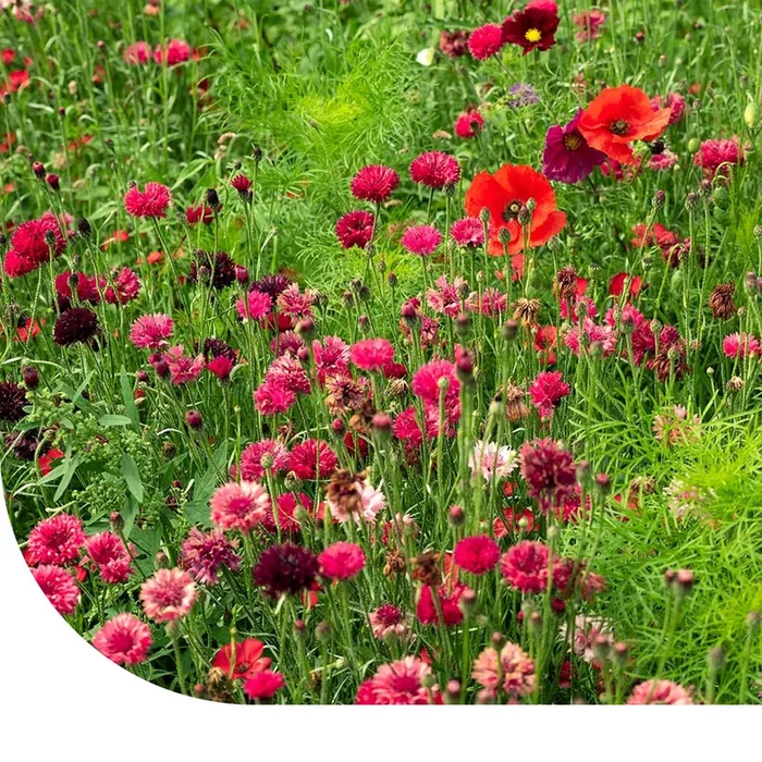Sommerblumen Rote Farbtöne Mix