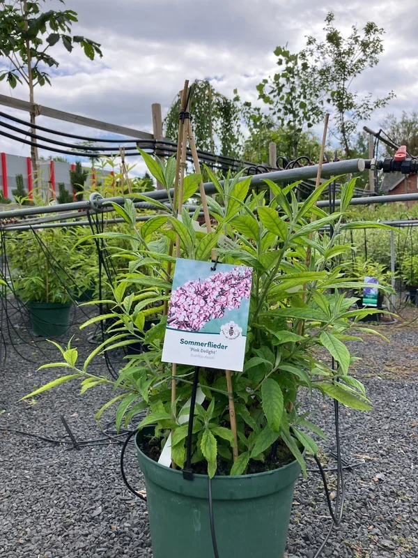 Sommerflieder ‚Pink Delight‘