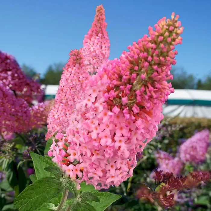 Sommerflieder Pink Panther Buddleja davidii – Bestellnummer 4402006