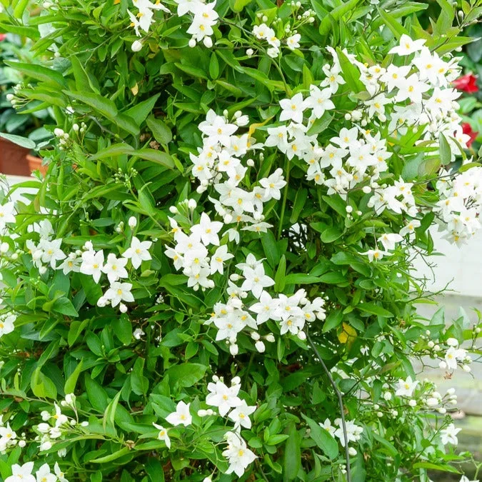 Sommerjasmin Morelle