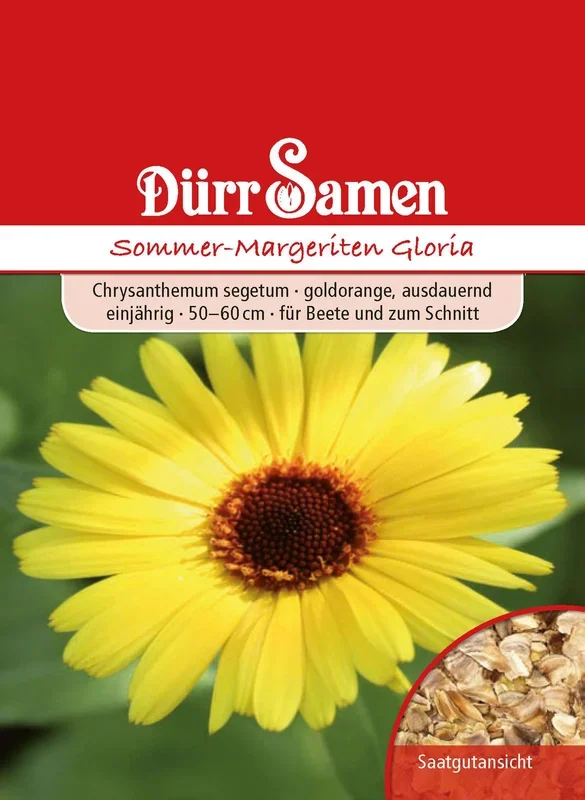 Sommermargeriten Gloria