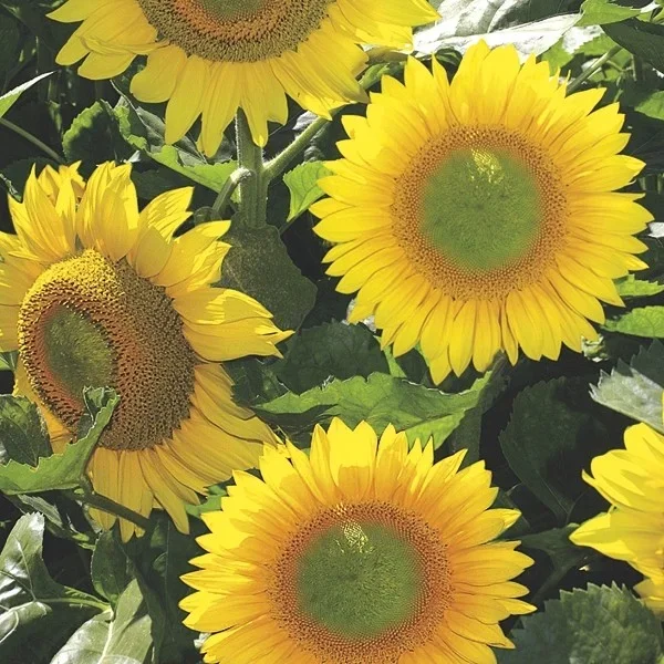 Sonnenblume ‚Irish Eyes‘
