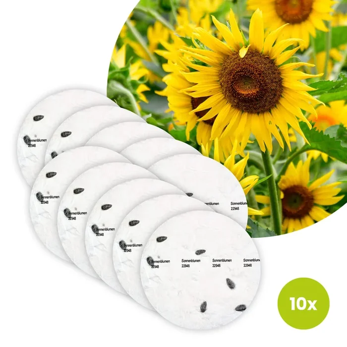 Sonnenblume Bio-Blumen – 10 Saatscheiben