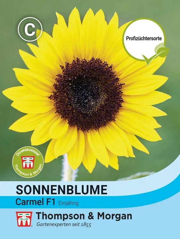 Sonnenblume Carmel F1