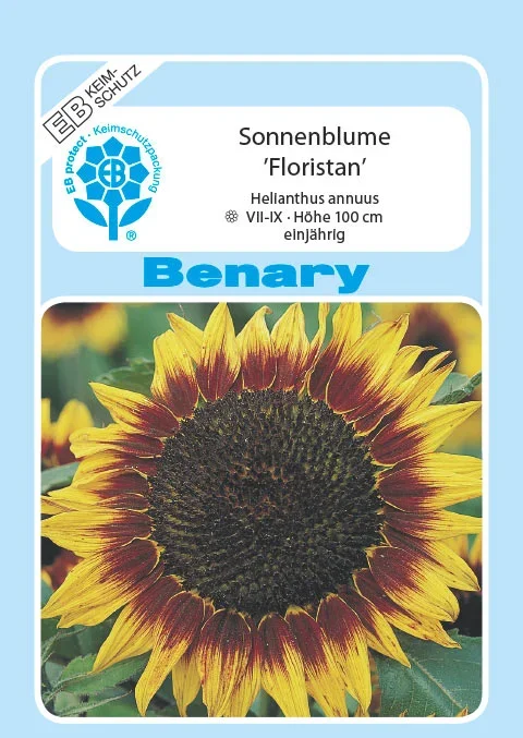 Sonnenblume Floristan