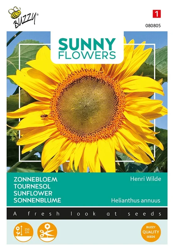 Sonnenblume Henri Wilde
