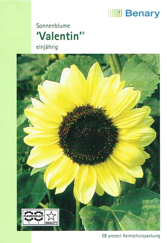 Sonnenblume Valentin [MHD 12/2025]