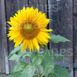 Sonnenblumen ‚Sunspot‘ – Einjährige Blume