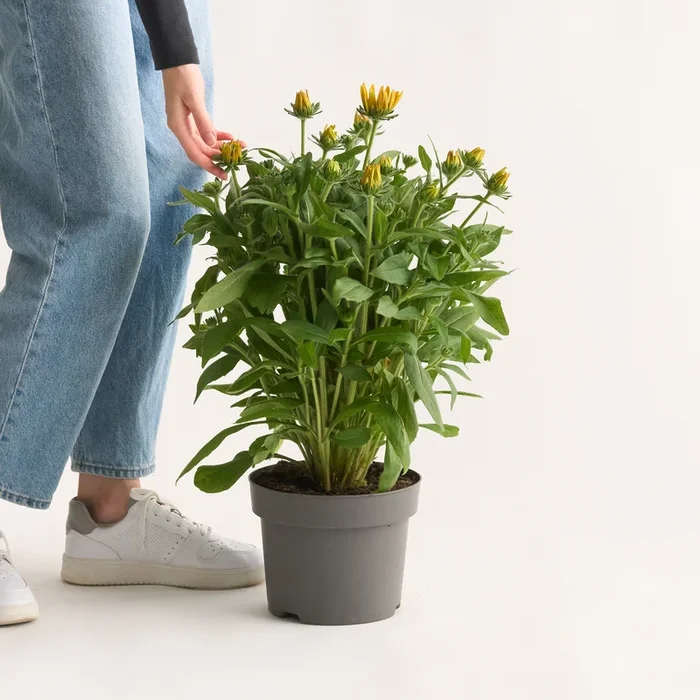 Sonnenhut ‚Sunbeckia® Mia‘ Gelb/Braun