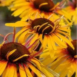 Sonnenhut (Echinacea) Funky Yellow