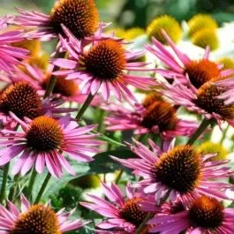 Sonnenhut (Echinacea purpurea) Pica Bella