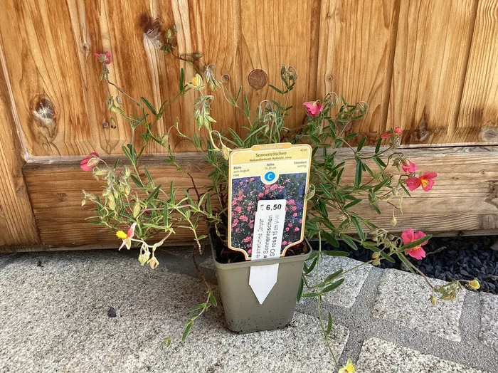 Sonnenröschen ‘ Dompfaff‘ Helianthemum