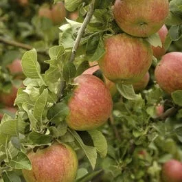 Spalier-Apfel (Malus domestica ‚Alkmene‘)