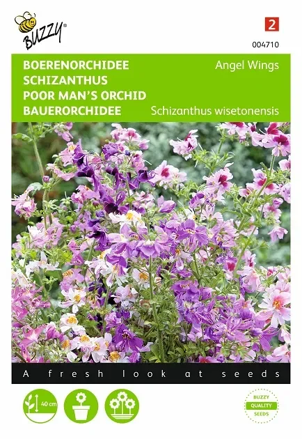 Spaltblume Samen oder Bauernorchidee ‚Angel Wings‘