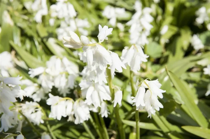 Spanisches Hasenglöckchen ‚Snow‘ – 10 Blumenzwiebeln
