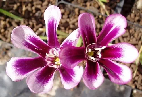 Sparaxis grandiflora ssp grandiflora