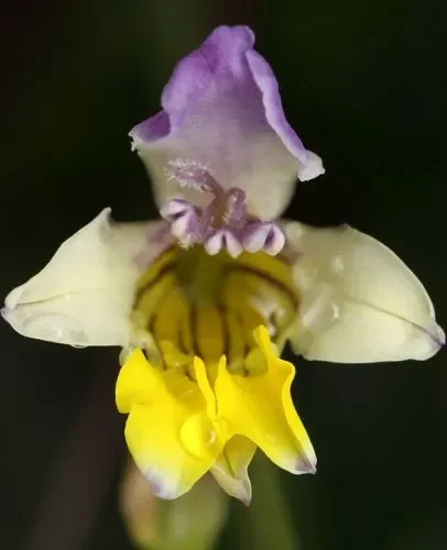 Sparaxis villosa