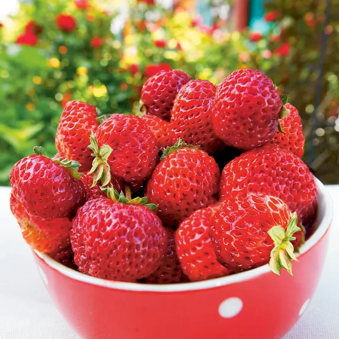 Spät-Erdbeere ‚Mieze Schindler‘, Topfpflanze fragaria – Bestellnummer 4447334