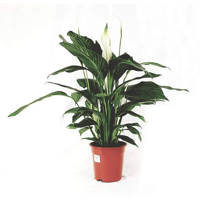 Spathiphyll Alfetta Vase 19cm